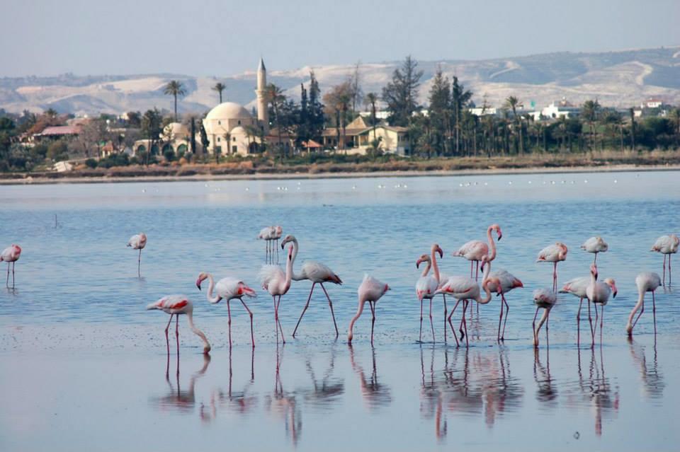 Penelope Court Apartment 102 Larnaca Eksteriør billede
